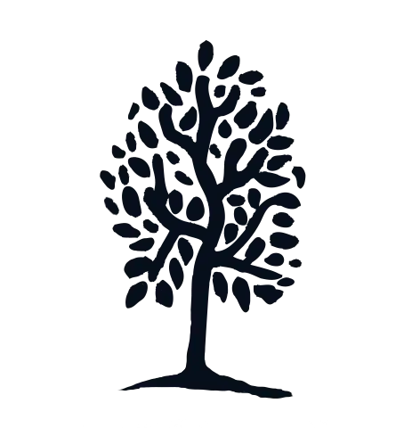 Organic cotton tree Hemen Biarritz