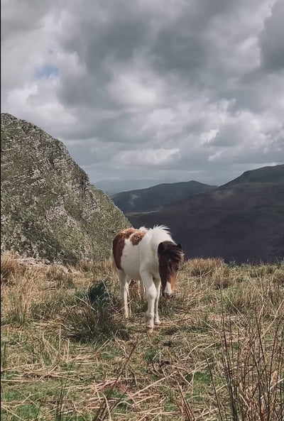 Hemen wild horse Pottok Basque country
